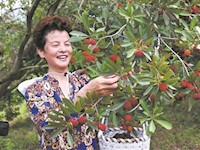 楊梅里的小白蟲是什么